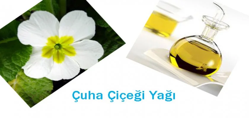 Çuha Çiçeği Yağı