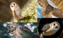 Baykuşların Gizemli Dünyası: Tarihi ve Mitolojik Anlamı