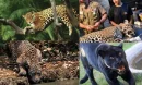 Jaguar: Gücün ve Çevikliğin Simgesi