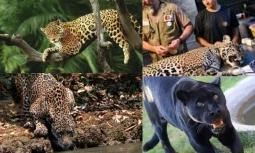 Jaguar: Gücün ve Çevikliğin Simgesi