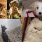 Köpeğiniz İçin Yaş Mama Çeşitlerine Göz Atın