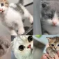 Yaş Kedi Maması Tercih Etmeli Miyim?