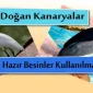 Yeni Doğan Kanaryalar İçin Hazır Besinler Kullanılmalıdır